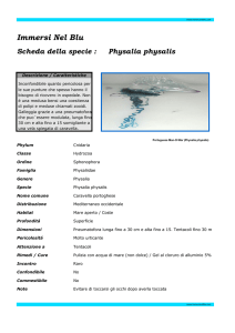 Physalia physalis