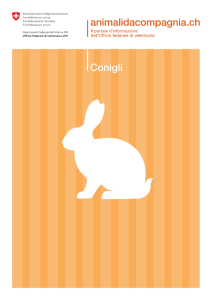 Conigli - Tierdatenbank