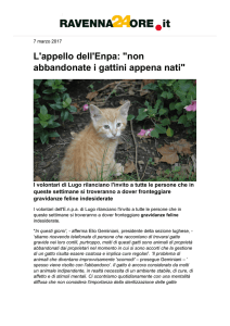 L`appello dell`Enpa: "non abbandonate i gattini