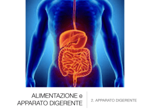 Apparato Digerente: Alimentazione e Digestione