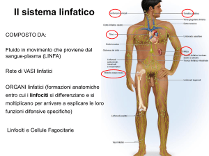 4 LINFATICO LS 2016-2017