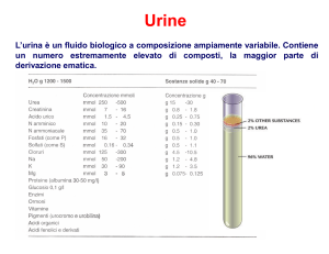 Lezione urine