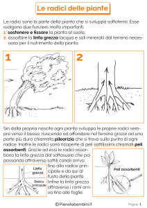 Radici-delle-Piante