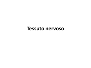 Tessuto Nervoso: Sistema Nervoso, Neuroni e Classificazione
