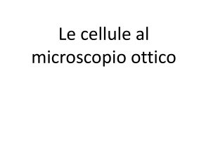 Le cellule al microscopio ottico