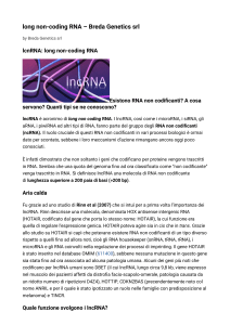 long non-coding RNA – Breda Genetics srl