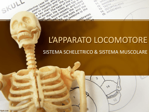 L'APPARATO LOCOMOTORE-sistema scheletrico