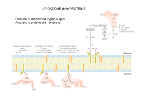 lipidazioneproteine
