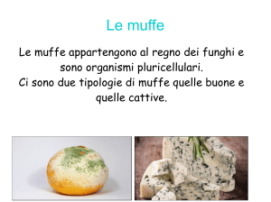 LAVORO-MUFFE