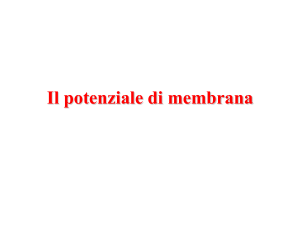 Potenziale di Membrana: Fisiologia Cellulare