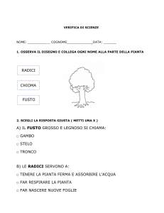 Verifica di Scienze: Parti della Pianta e Funzioni - Scuola Primaria